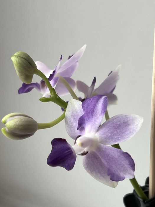 Продам орхідею Tying shin blue joy ( Блю джой)