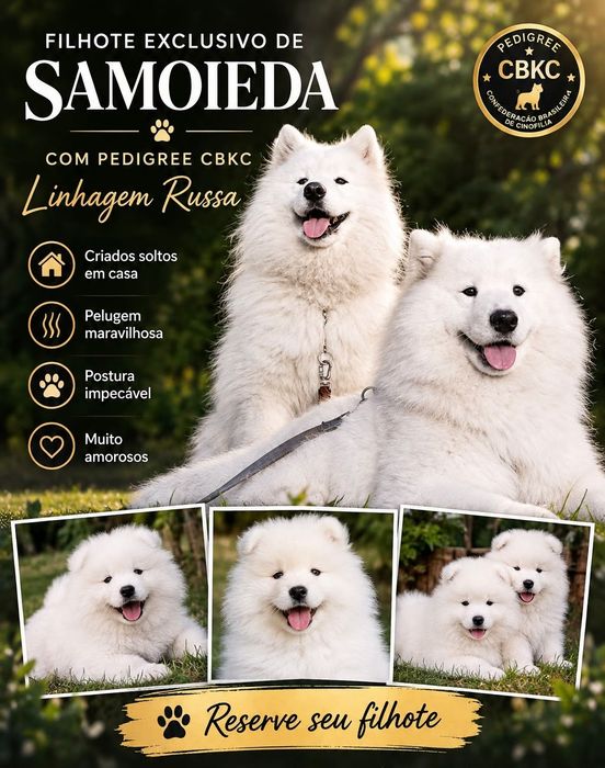 Samoiedo very good