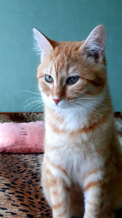 Отдам в хорошие руки кошечку Ханни