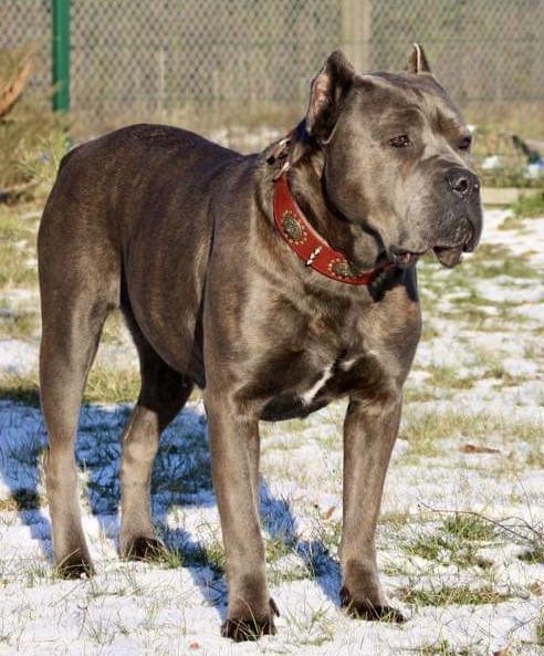 Cane Corso Italiano zapowiedź miotu