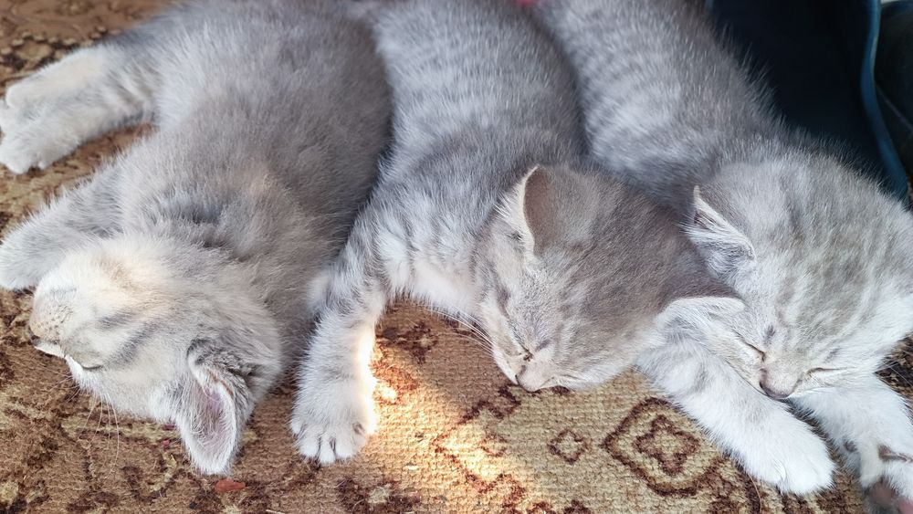 Шотландські прямовухі  та висловухі кошенята ( скоттіш-страйт срібний окрас)