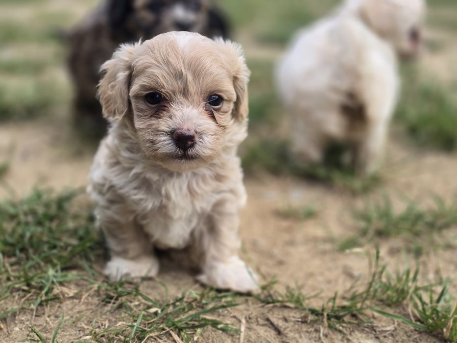 Maltipoo chłopiec  hybryda maltanczyk pudel toy