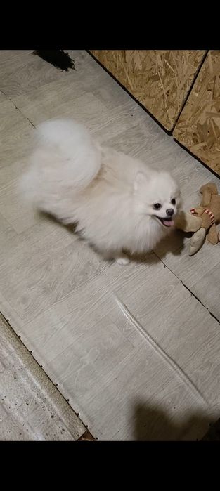 Красивый мальчик молодой Померанский шпиц Белый