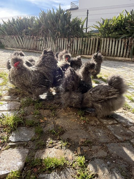 Casais de Sedosas do Japão linha USA