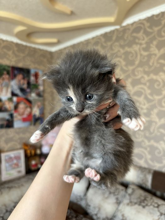 Котята Мейн-Кун , метис