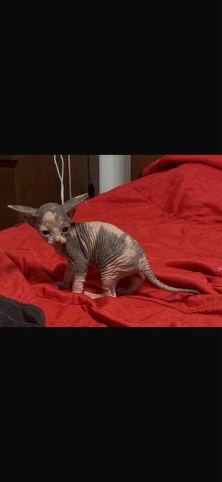 Canadian sphynx menina