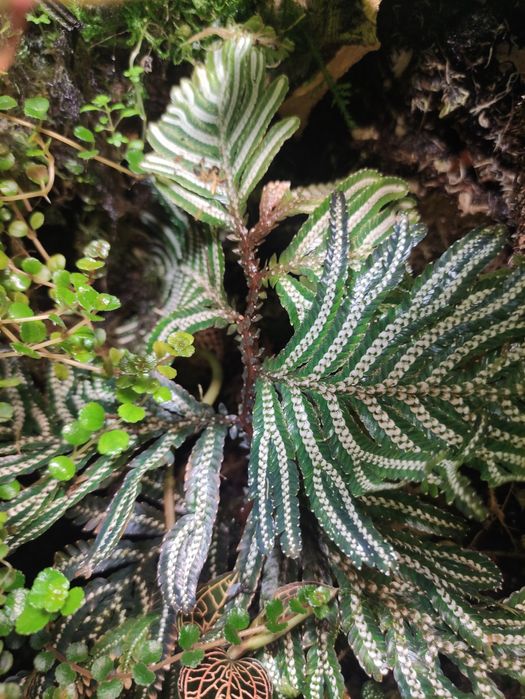 Selaginella picta