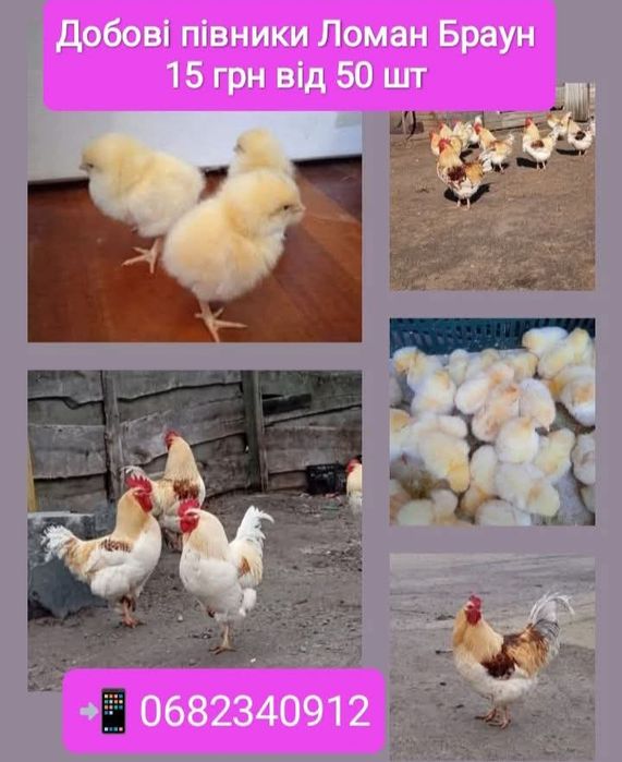 Добові півники суточні петушки циплята курчата Ломан Браун