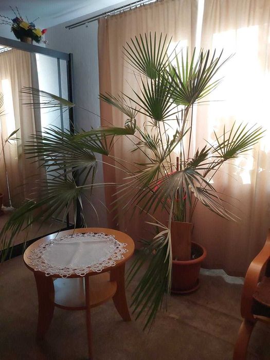 Piękna palma karłatka ponad 2m wysokości ogromna