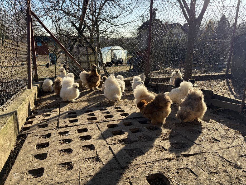 Jaja lęgowe silka usa dostępne 41 jajek