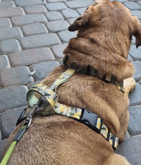 Szelki Dog’s Profit rozm. L bezuciskowe