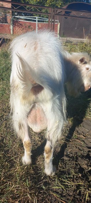 Цап парує кізок.