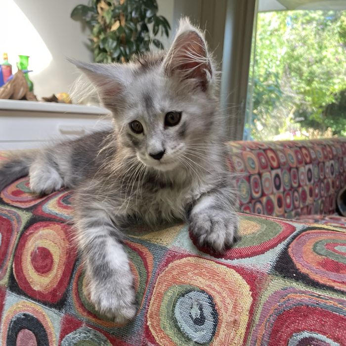 Kocurek Maine Coon