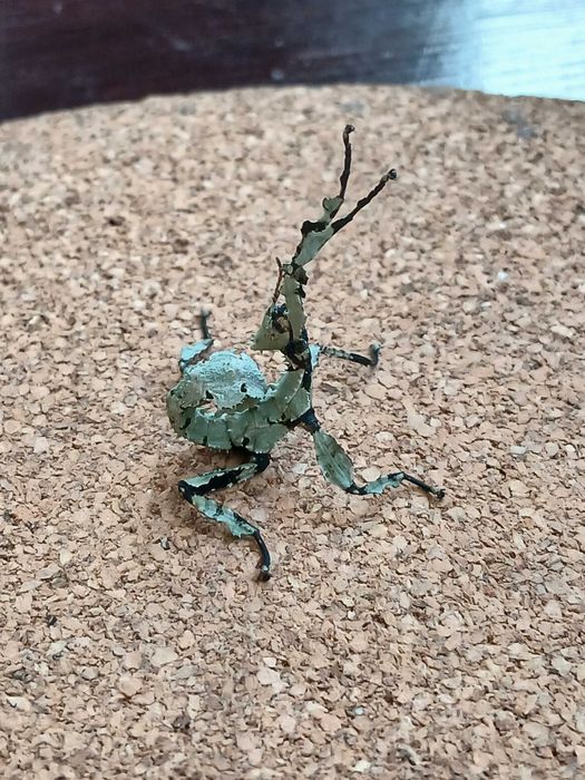 Straszyk australijski Lichen morph