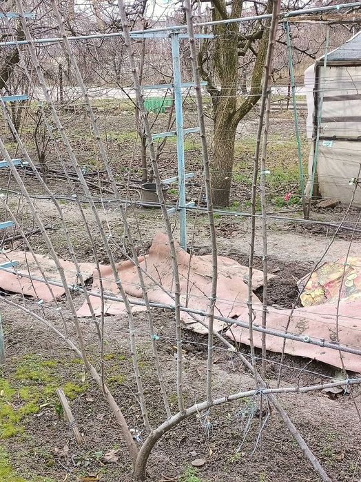 Професійна обрізка дерев,кущів та винограду