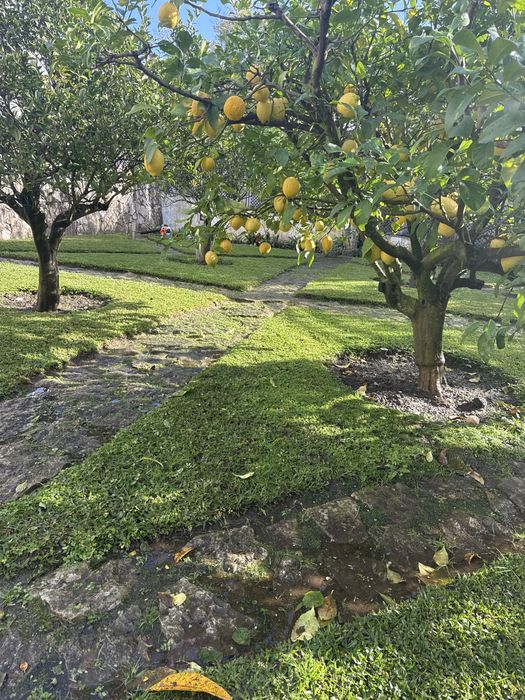 Manutençao e costruçao de jardins