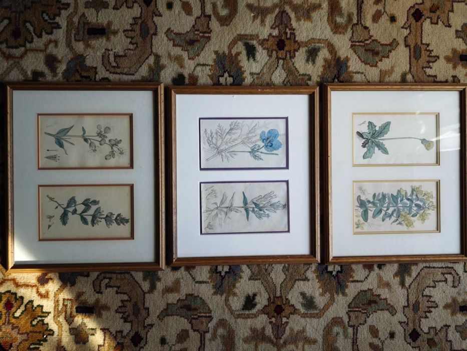 kolekcja 3x2=6 xrycin English Botany z 1794 r  I wydanie James Sowerby