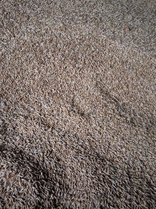 Sprzedam owies na opał, pellet.