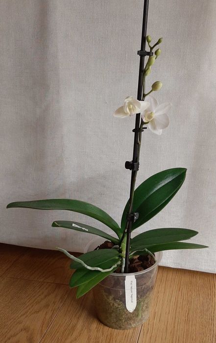 Фаленопсис орхидеи цветущие