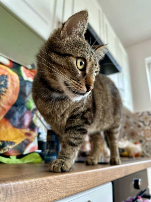 PILNE - szukamy DT lub DS dla Tobiego