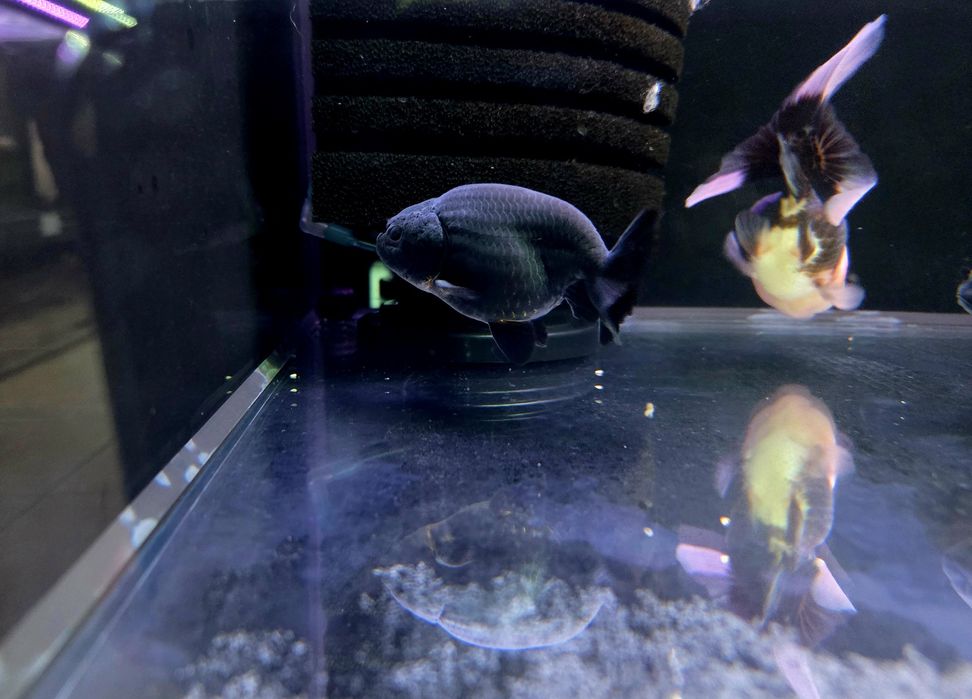 Welonka ranchu black