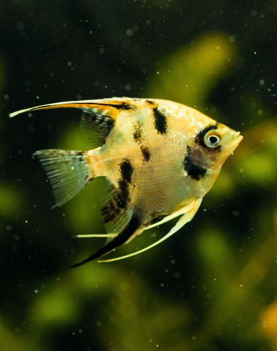 Скалярія золота кої скалярия рибка акваріумна обмін