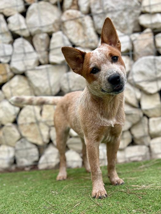 Cachorra 5 meses Red Heeler
