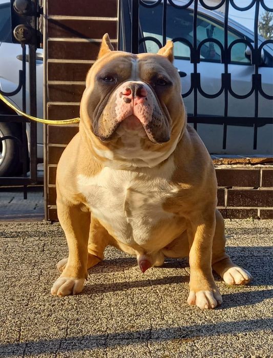 American Bully Pocket ABKC