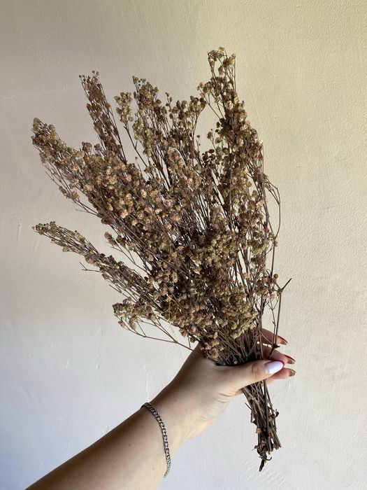 Гіпсофіла стабілізована темна пудра