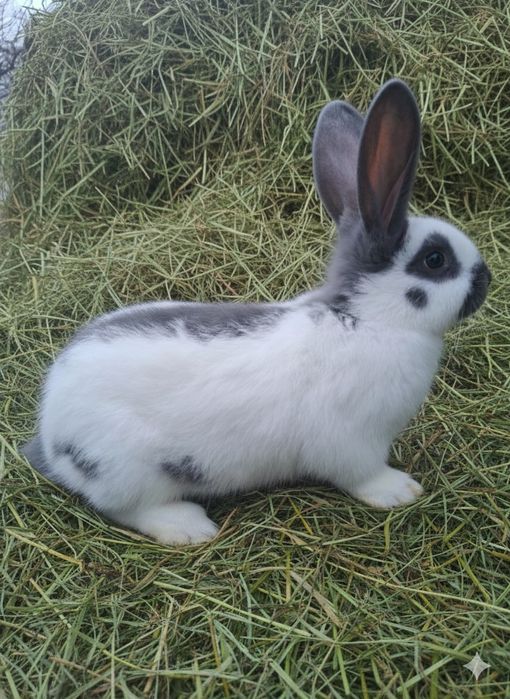 Кролі Німецький строкач