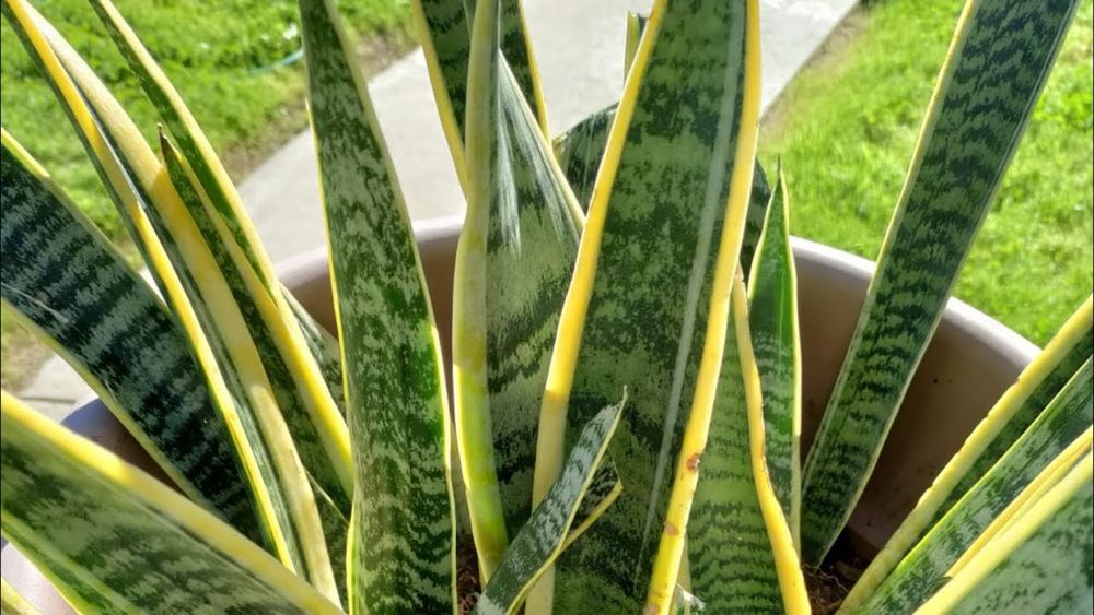 Sansevieria trifasciata Espada-de-Santa Bárbara