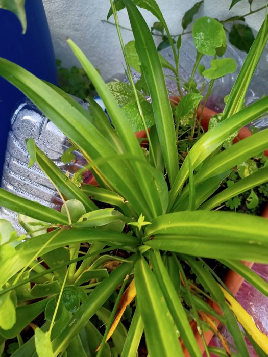 Conjunto de 3 plantas