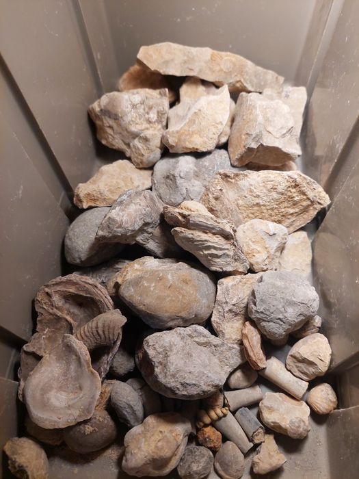 Fósseis-lote 50 peças por limpar e classificar