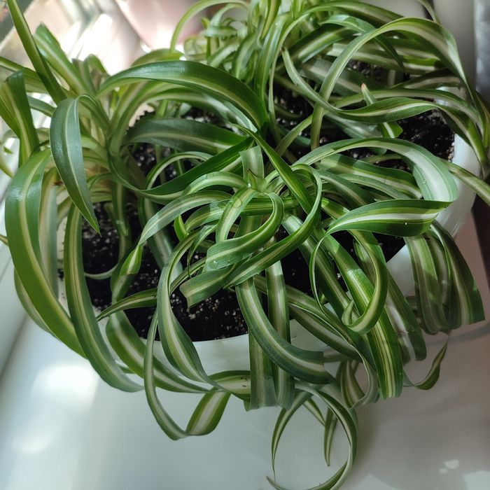 Цветок Хлорофитум кучерявый