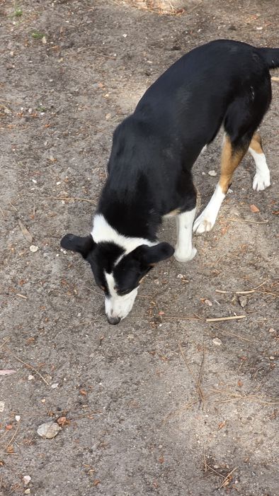 Cães para adoção responsável  M/F