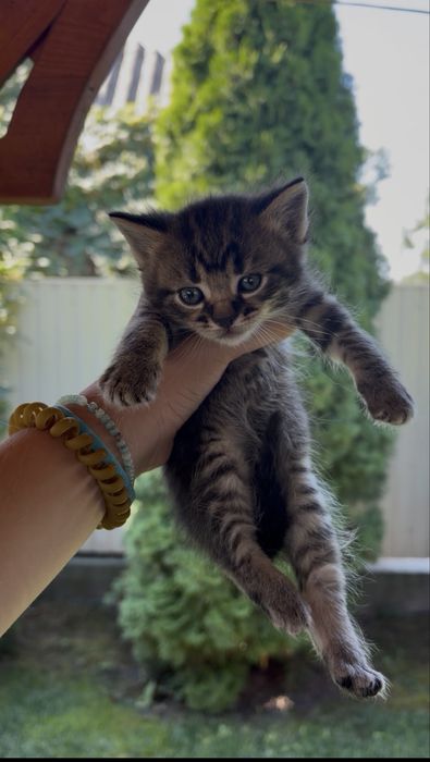 Кошенятка в добрі руки