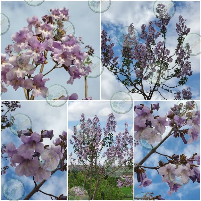 Paulownia Elongata mini stump Oferta 50ud.