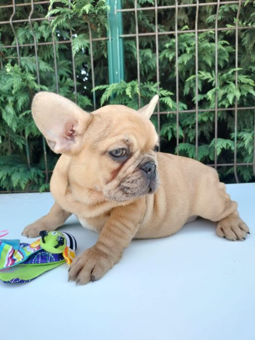 Bulldog frances top femea  exitica