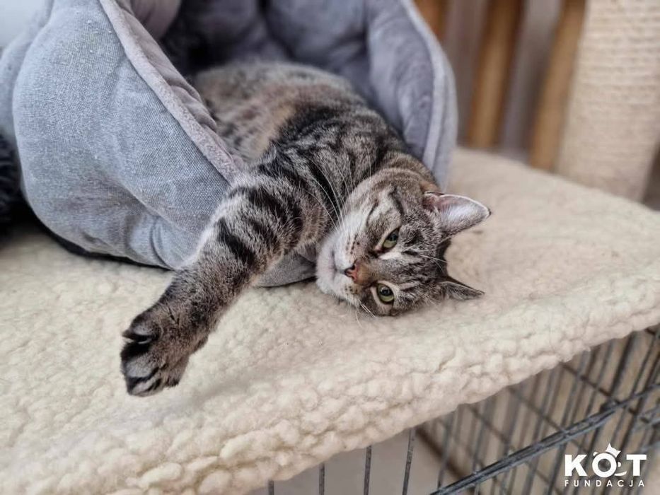 Urocza Jola szuka domu!