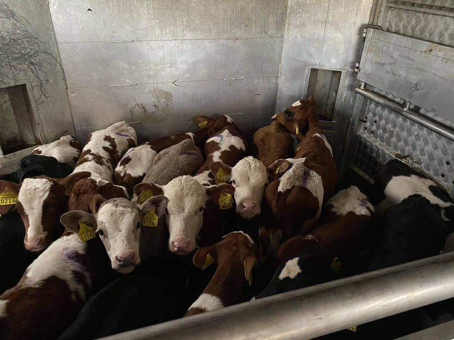 Cielaki i odsadki miesne jaloweczki byczki