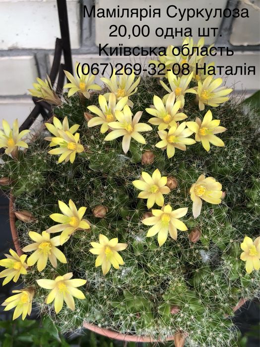 Кактуси види. Кактусята