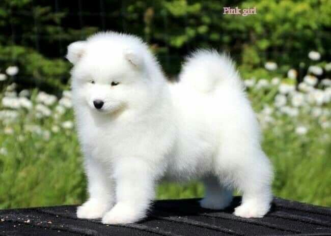 Piesek samoyed samojed cudowny charakter oceniony wzorowo przez behawiorystę