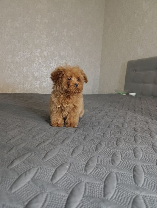 Ляльковий хлопчік Мальтіпу