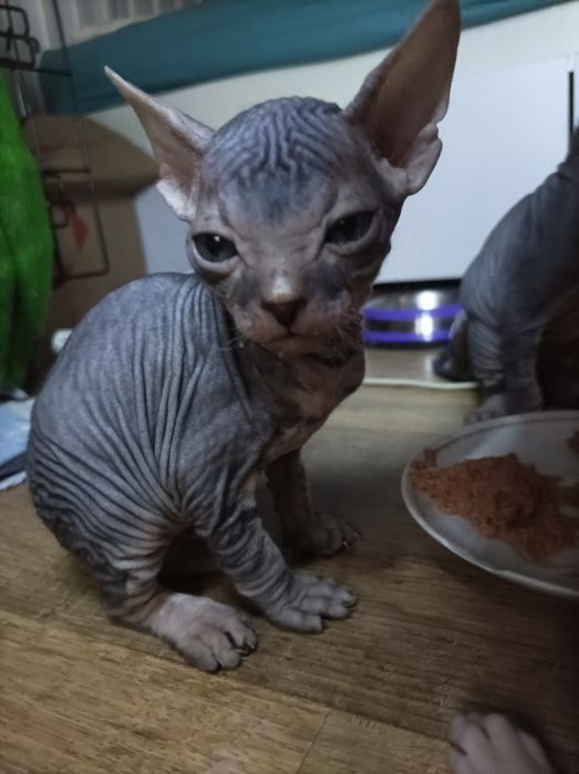 Кошенята Донського Сфінкса!