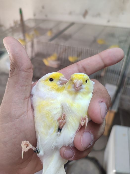 Canários amarelos e mosaicos