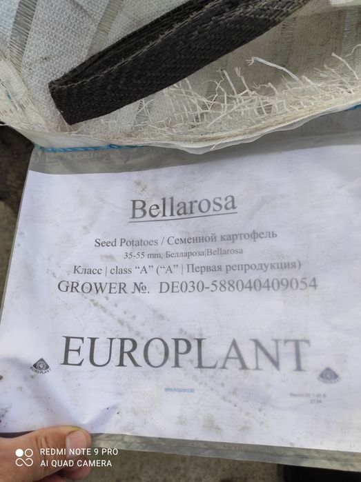 Насінєва картопля рев'єра 1 репродукції бульба, насінева картофель