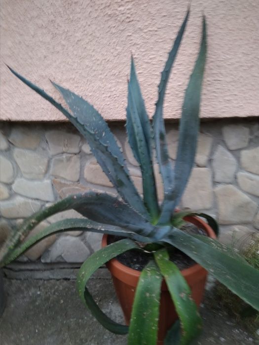 продаю агаву