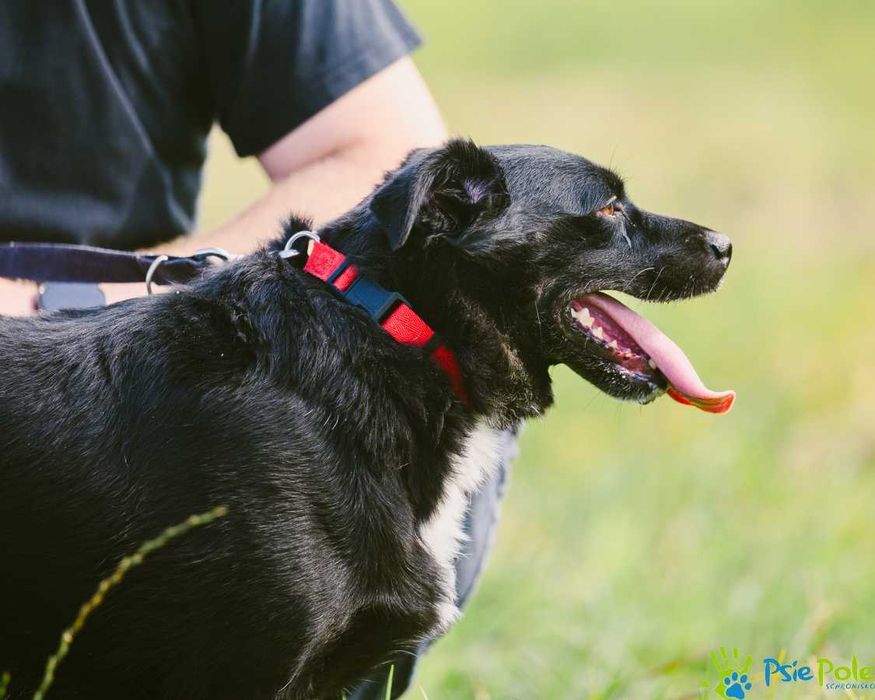 Wesoły i aktywny piesek ENERGICZNY szuka nowej rodziny