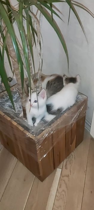 Віддам грайливих кошенят дівчаток