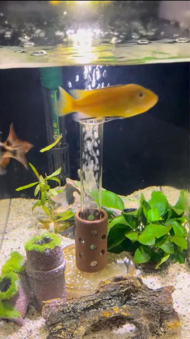 Aquario Biorb Flow 30Lt